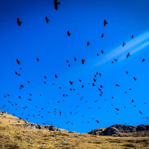 Untitled Collection #73442585