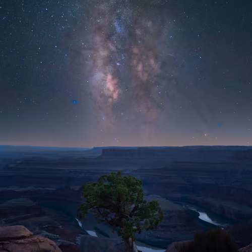 The Lone Tree