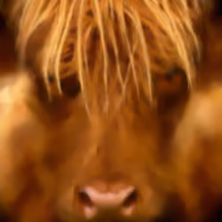 Angry Bull  #1