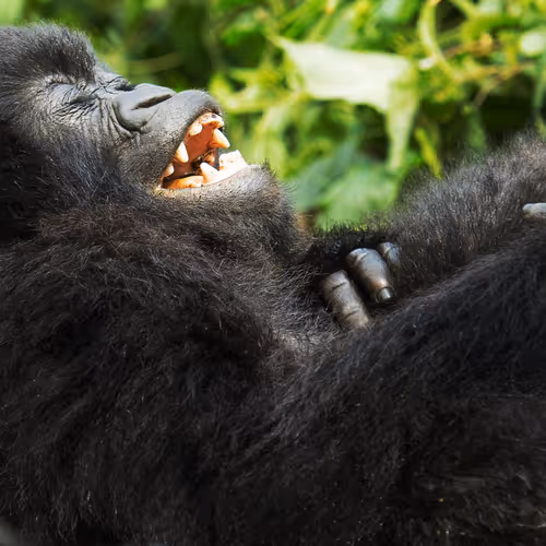 Mountain Gorilla #2