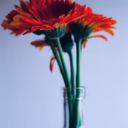 Make These Flowers Last