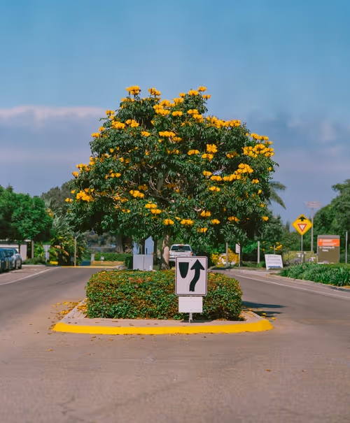 Item #38141354076463530561040962917951676198297601160396849426667128786804520517633 Media