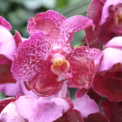 Orchidaceae