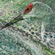 Fluid Fauna (GENESIS)