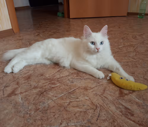 Item #763224073280193224173041358155125596503139434424356380946212184949388214273 Media