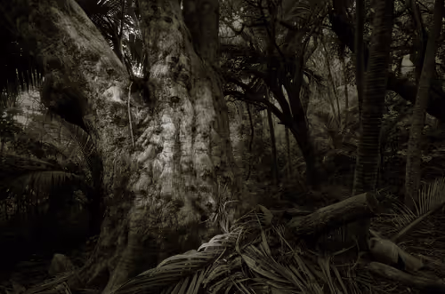 Item #108547290172068983727785202246252609350304201814617164826611776955664153182209 Media