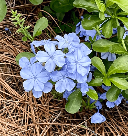 Item #60286361363657250857601775030637471218171117852543341295073304063529032089601 Media