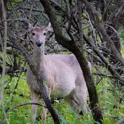 The Doe