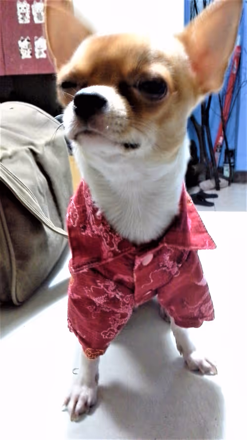 Item #15302775719274355672256911249162138837258661550744590229590932590993434738689 Media