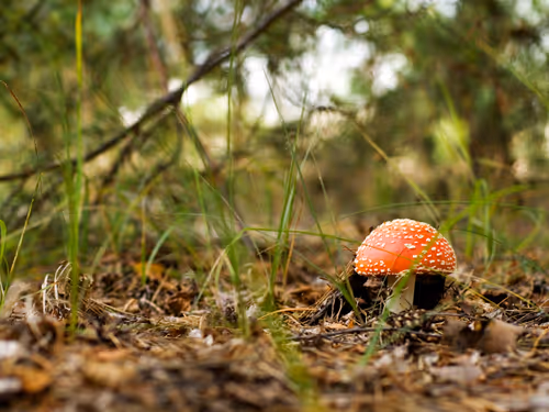 Item #74044223418963058719430139109127574928607342041478017501753412563163146092545 Media