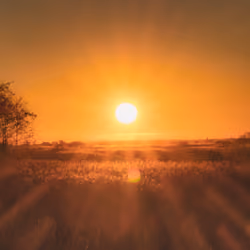 "Sun flares"
