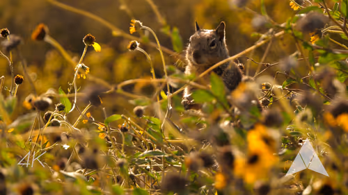 Item #70655409647296023505339344133926088984781406258874857677002406230111870255105 Media