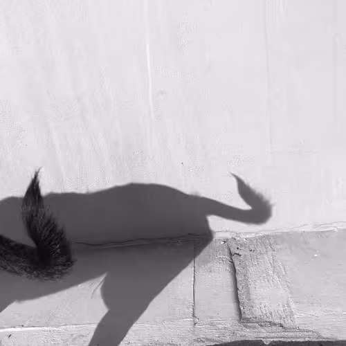 Item #56431751608181922231259635946092067407977788553703326303680802278864897179649 Media