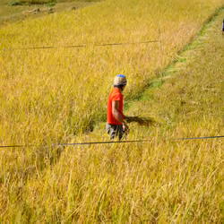 Golden Harvest