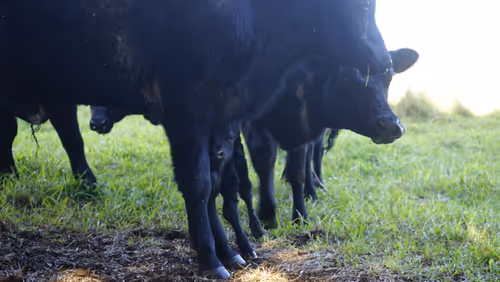 Item #111384347419130010131898734196272882001680551158239169533315207281182504910849 Media