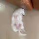 Satoshi Dog
