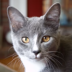 Cat #1