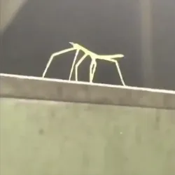 GET STICK NUTTED