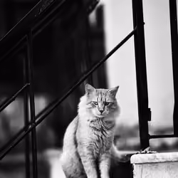 The Model
