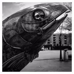 Salmon of Steel Close-up