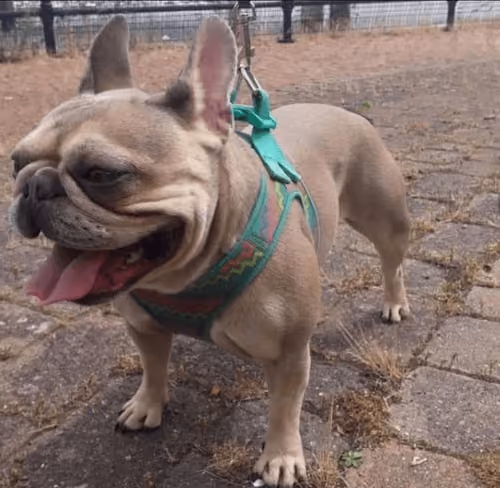 Scrappy Doo