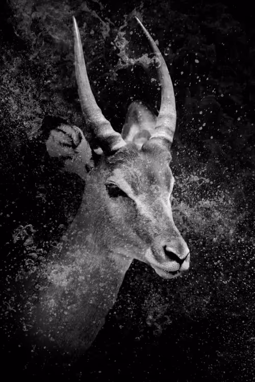 Item #97390858549290517915673057044451120522321858296040786888435299456199887421441 Media