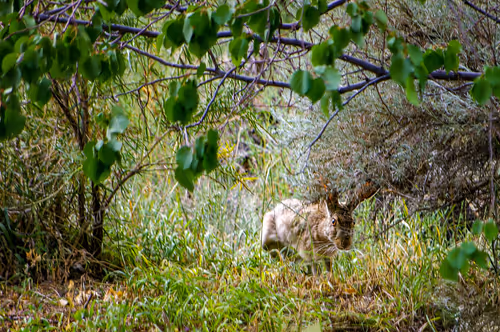 Item #69779279793312991240489662721218422936190169407892673104950858354763218550785 Media