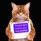 I'm a Kitty Cat Memes
