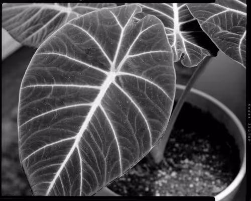 Item #18212404413895954310919358682195627458046882463252365268234032127606318432257 Media