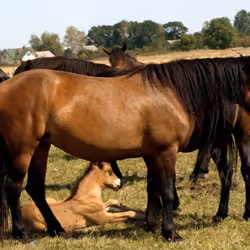 Typical hucul pony