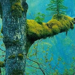 Immortal tree #23