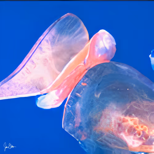 Item #107233771349972107736301499436868855766674104920218653439298226282272447791105 Media