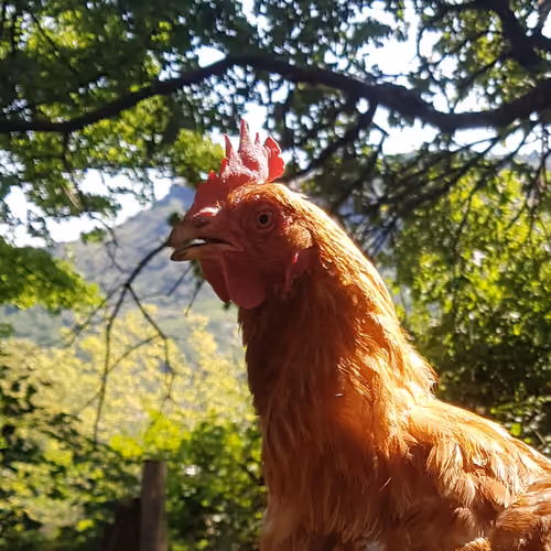 I came first !
