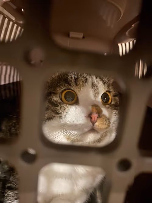 Item #51714780314179032241787952776522636894904578774096726712782613635053230489601 Media