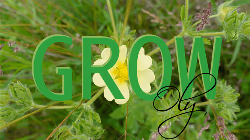 Olysounds Collection