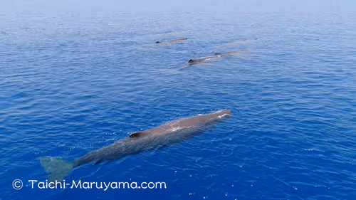 Item #61113597711829508019705348607354266595254896620371709928421355917620170194945 Media