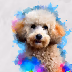 poodle dog breed