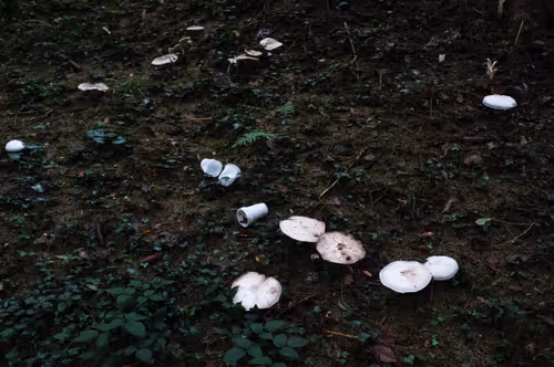 Item #88837150709499798352031986971363165703044907958800399059978422704031691440129 Media