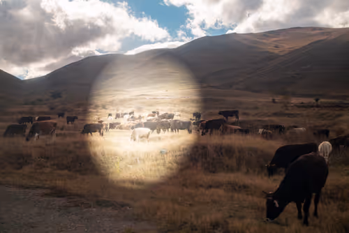 Item #8293050977498067439738640211663030445621008093446820664285481025101830815745 Media