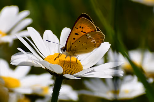 Item #90242850713282573943473333333408540290237184150123135597774242539684549885953 Media