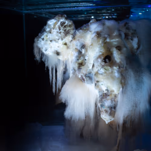 Earthfungal