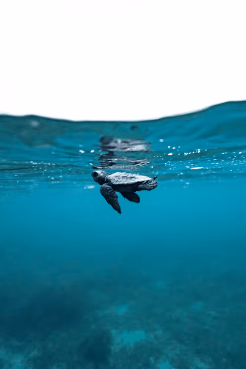 Item #99926930229538675438917090631619995362212113699001151744757174460632665161828 Media