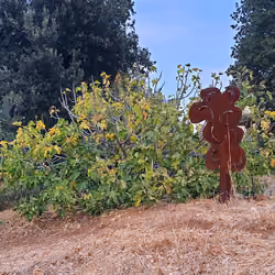Secret Tree of Our Village