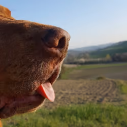 A hound story - Soulmate
