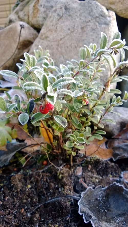 Item #52895557054077878382104802534352742176621658292506660955636510192963170598913 Media