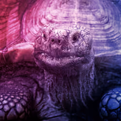 Purple Boss Gopher Turtoise