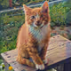 101 art cats