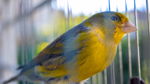 Item #29357035740362283304193054454536633820304787893462387818966021850391346413569 Media