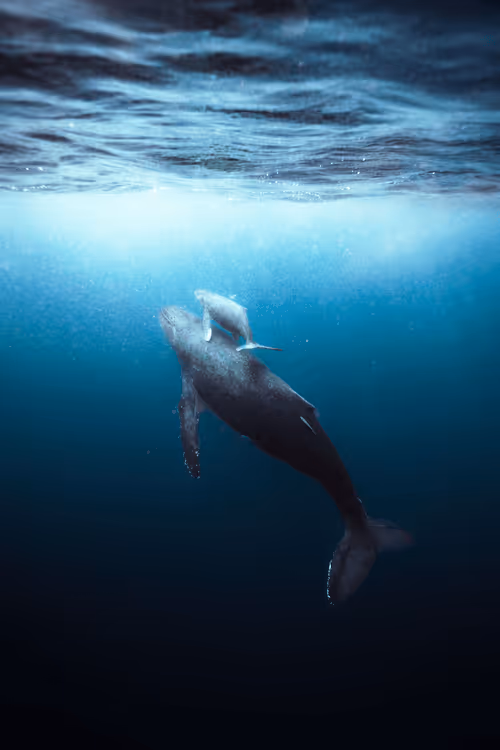 Item #99926930229538675438917090631619995362212113699001151744757174462831688417380 Media