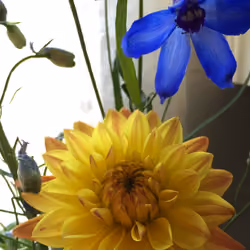 Flowers for Ukraine
